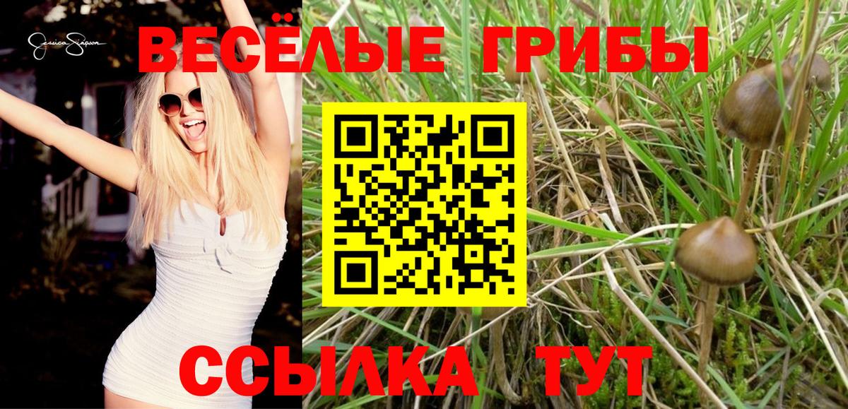 Псилоцибиновые грибы Psilocybine cubensis Тула